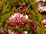 20070323 11.jpg